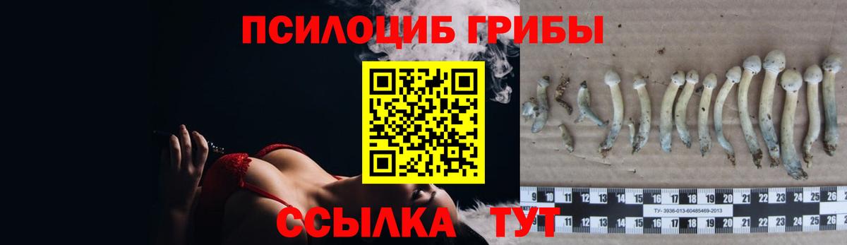 Бийск  Псилоцибиновые грибы Psilocybe  Вход с VPN 